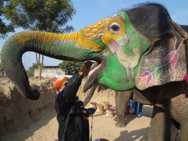 Pour que les éléphants s'habituent à nous, à notre odeur, nous commençons par les nourrir. Les éléphants adorent les bananes, c'est leur friandise préférée.