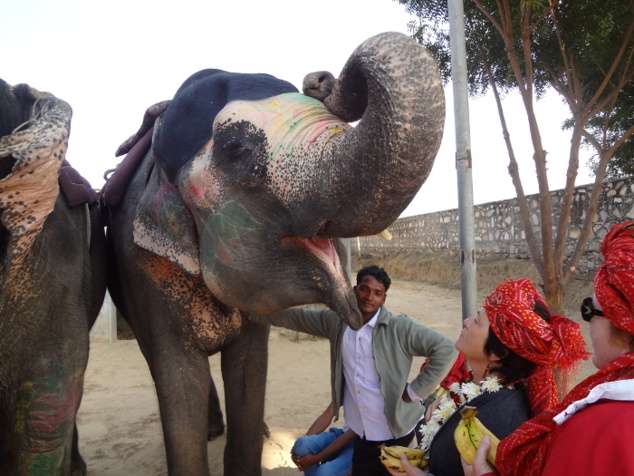 Il faut poser délicatement la banane sur la langue de l'éléphant. 