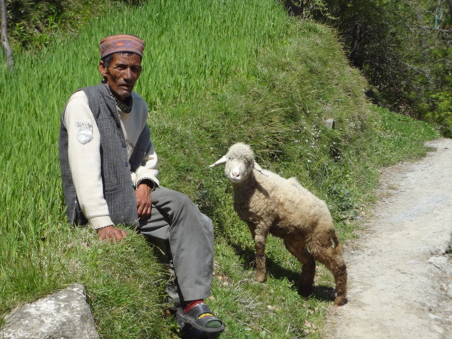 Berger et son mouton, qui prend la pause lui aussi