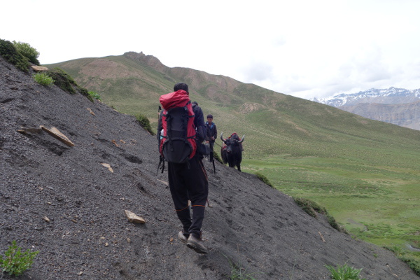 Rencontre avec des yaks au détour d'un sentier