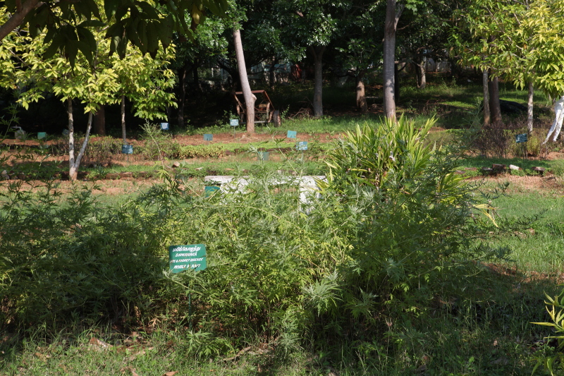 Le jardin potager du centre