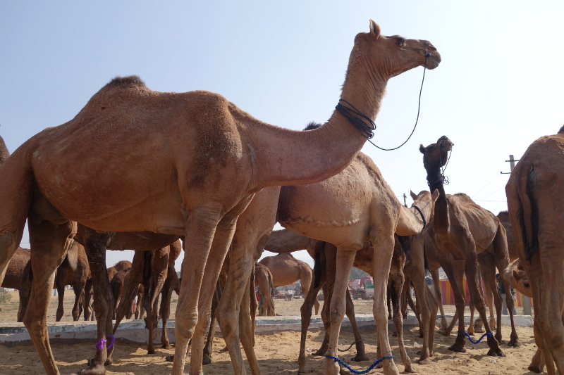 Pushkar est l'une des plus grande foire aux chameaux du monde