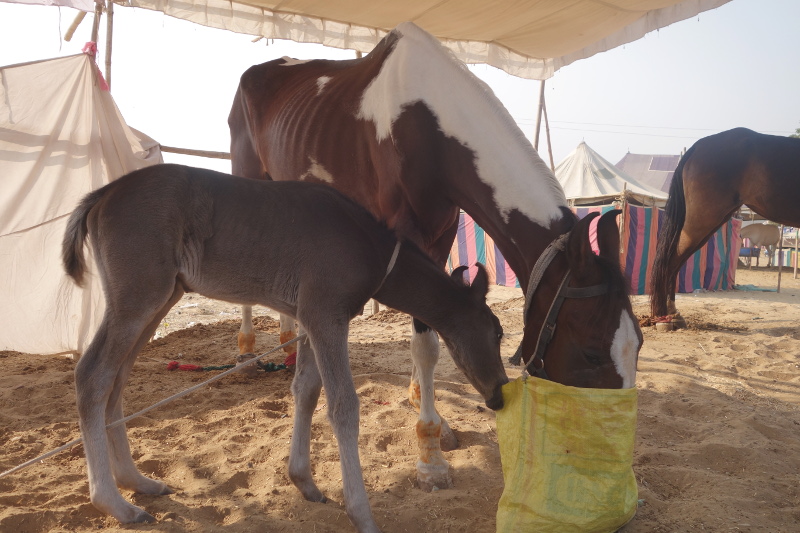 C'est aussi une foire aux chevaux et autres bestiaux. Les chevaux du Rajasthan ont des oreilles en forme de lyre