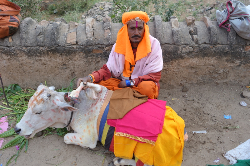La vache est sacrée en Inde. Elle l'est encore plus lorsqu'elle a cinq pattes ! L'anormalité est vue ici comme un miracle, comme une bénédiction des dieux