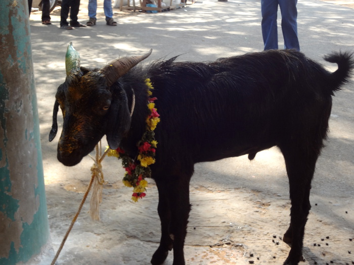 Dans un sanctuaire secondaire, des animaux sont sacrifiés. Cette chèvre a été préparée et ornée d'une guirlande de fleurs pour le rituel sacrificiel.