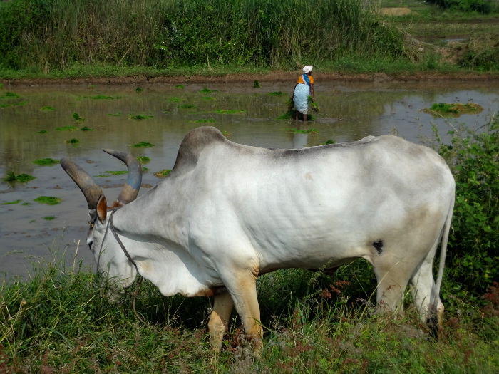 En quittant le Tamil Nadu, nous traversons des paysages verdoyants.