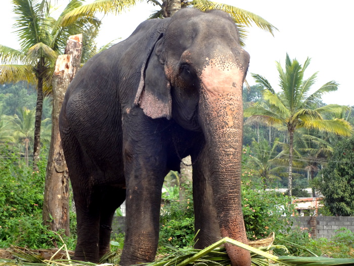 L'éléphant - ici il s'agit d'une éléphante - est l'animal emblématique de l'Inde. Il représente entre autres la force et la bonhomie. Le dieu le plus populaire en Inde, celui qui est vénéré toujours en premier, c'est à dire avant tous les autres dieux, à savoir Ganesh, a une tête d'éléphant. Ganesh est aussi le dieu des voyageurs.