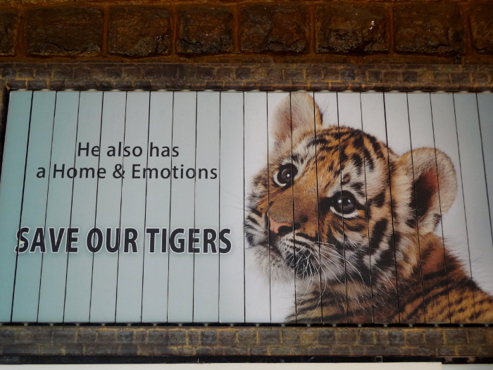 A cause du braconnage, un programme de protection des tigres s'est révélé nécessaire.