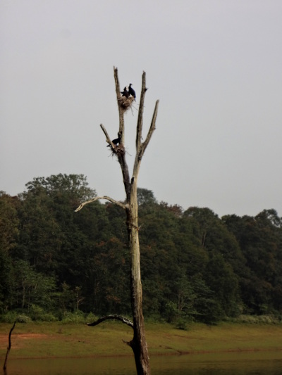 Les oiseaux sont nombreux et à l'abri des prédateurs perchés sur les arbres au milieu de l'eau.
