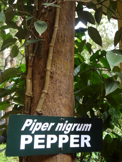 Après la réserve, visite d'une plantation.