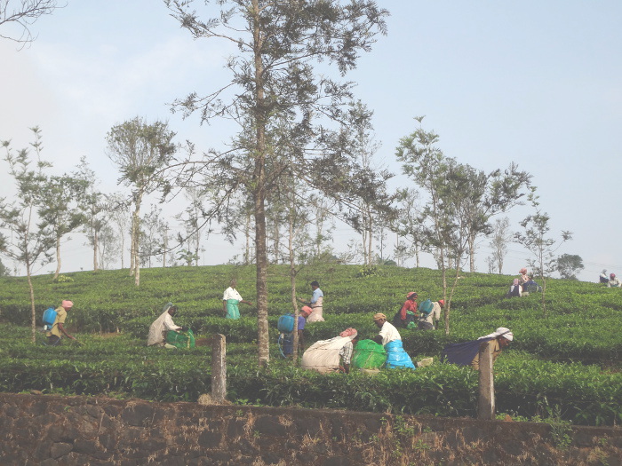 Nous allons en direction de la côte du Malabar en passant par les hauteurs du Kérala, les "ghâts", sur les pentes desquelles s'étendent des plantations de thé.