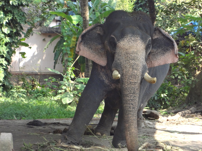 INDE DU SUD: éléphants kéralais.