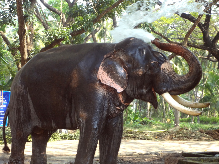 Quand l'éléphant ne se baigne pas, il se douche. Concernant la douche, il est plus autonome...