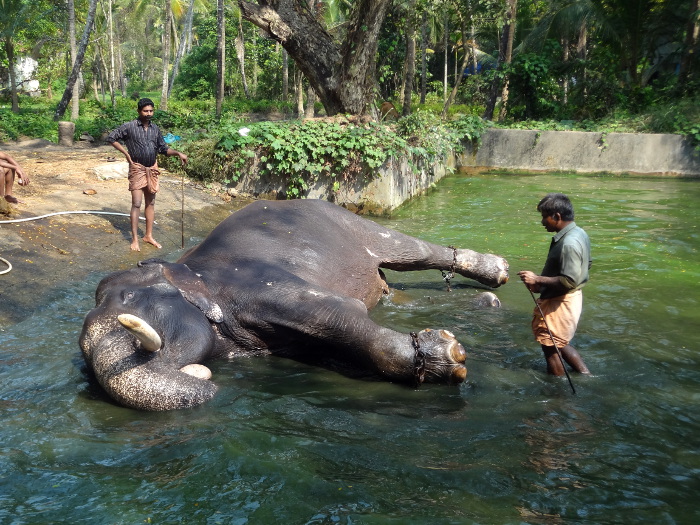 Couché sur le flanc dans sa "baignoire", cet éléphant va avoir beaucoup de difficulté pour se retourner à la demande de son cornac.