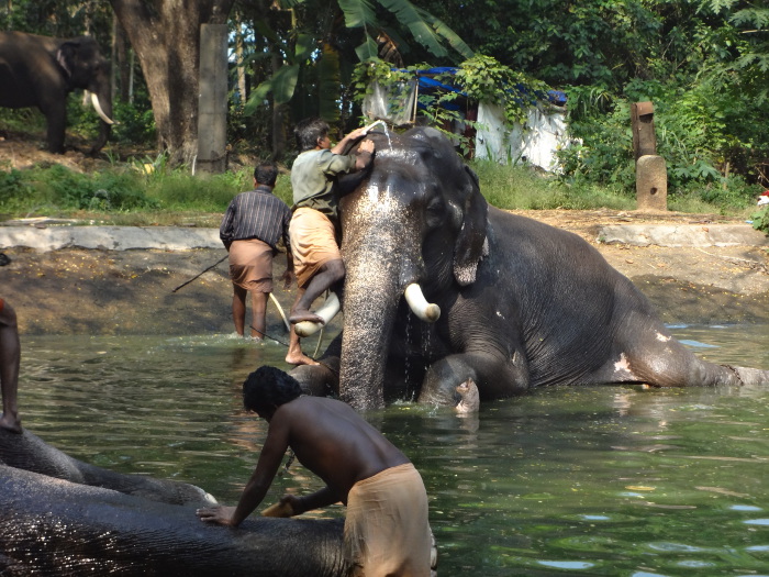 L'éléphant littéralement exténué a pu enfin se redresser. Le toilettage peut se poursuivre.