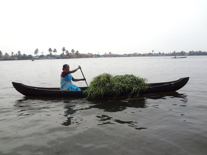 Une femme transporte du fourrage dans sa pirogue.