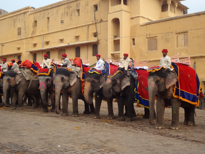 Les éléphants se rangent côte à côté en attendant leur tour.