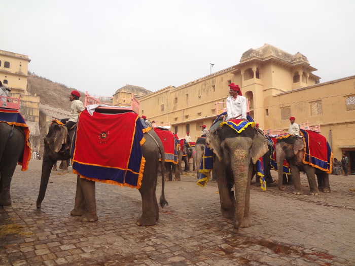 Les éléphants s'avancent pour embarquer des touristes et entamer la montée.