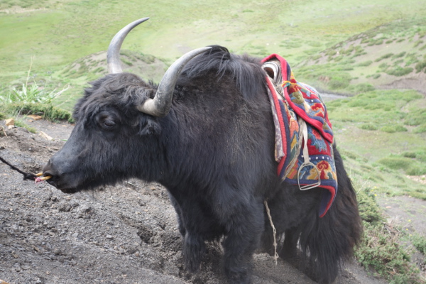 Yak en gros plan ... impressionnant !