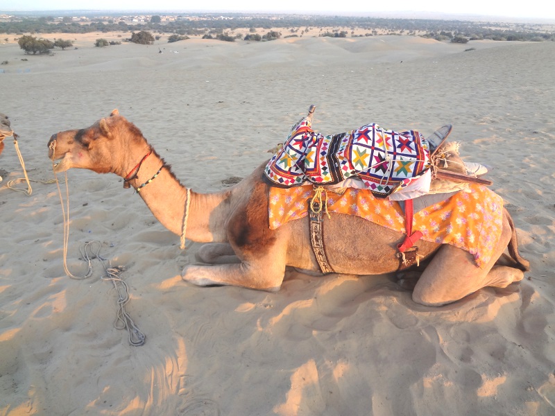 Dromadaire Rajasthan Galerie Voyages en Inde avec Vidyâ Tour